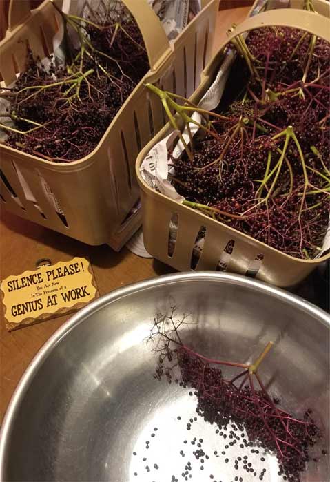 Raw elderberries harvest and ready to use