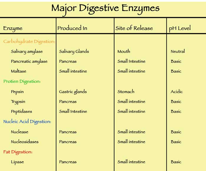 Digestive enzymes