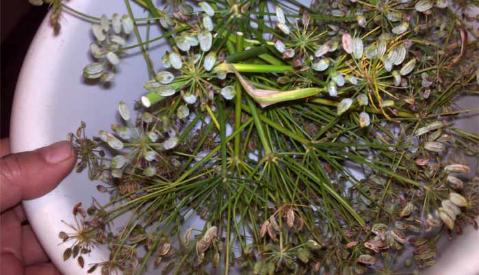 Fennel seed in a bowl