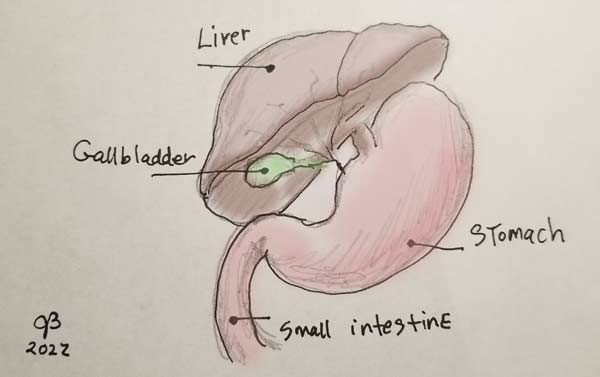 Drawing of the gallbladder by Janice Boling