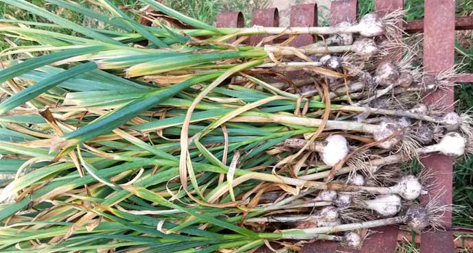 Garlic harvest on Payne Mountain Farms