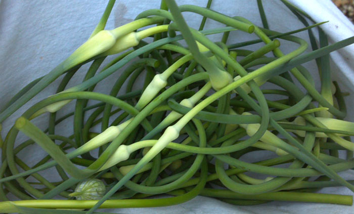 Fresh garlic scapes