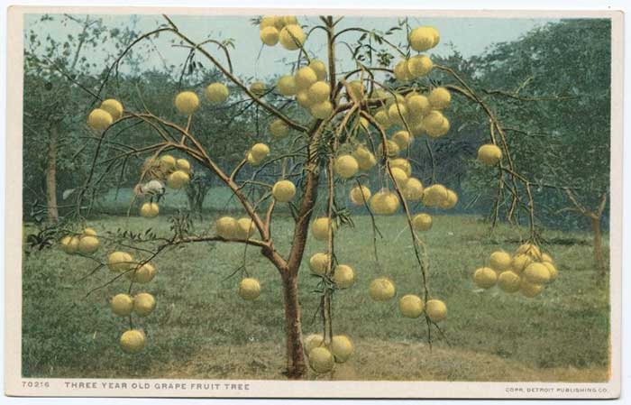 Grapefruit tree with fruit