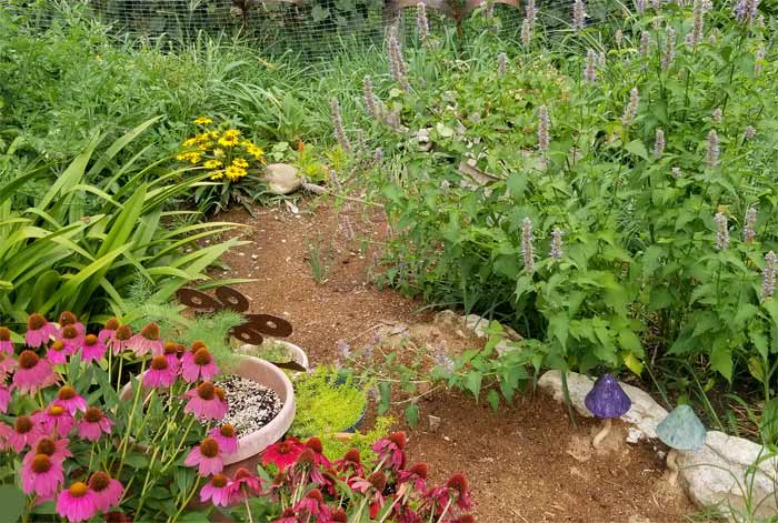 Herb garden at Payne Mountain Farms