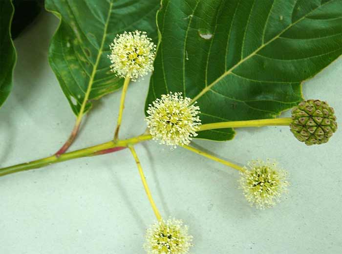 Happy tree flowers