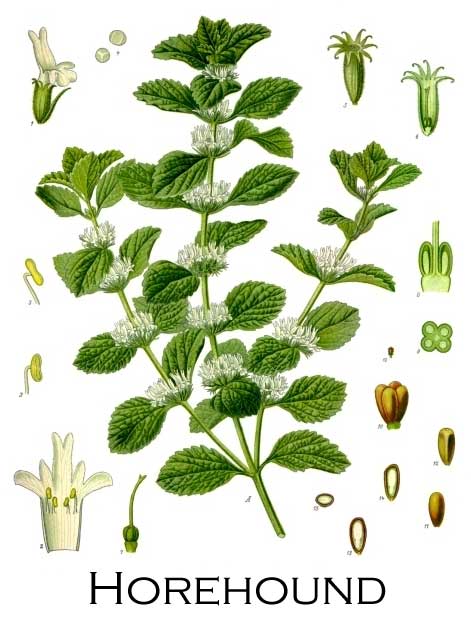 Horehound