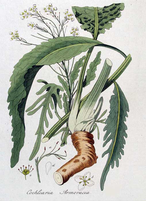 Horseradish with leaves and root