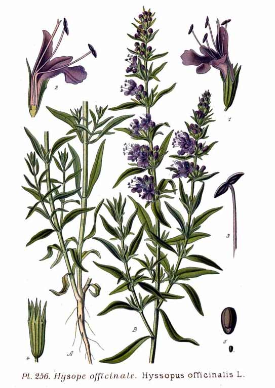 Hyssop illustration