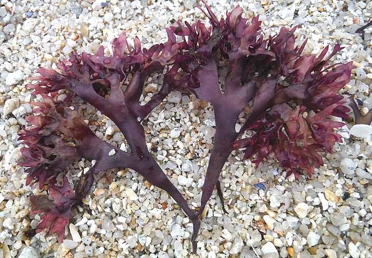 Fresh Irish Moss on rocks