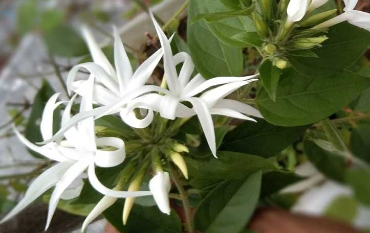 Jasmine flowers