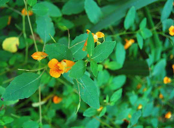 Jewelweed in bloom