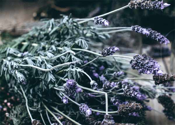 lavender flowers