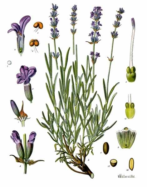 Lavender plant illustration