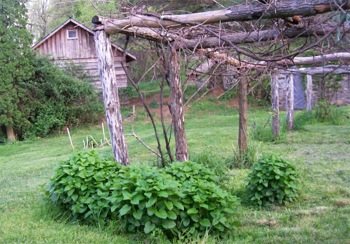 Lemon balm growing in clumps