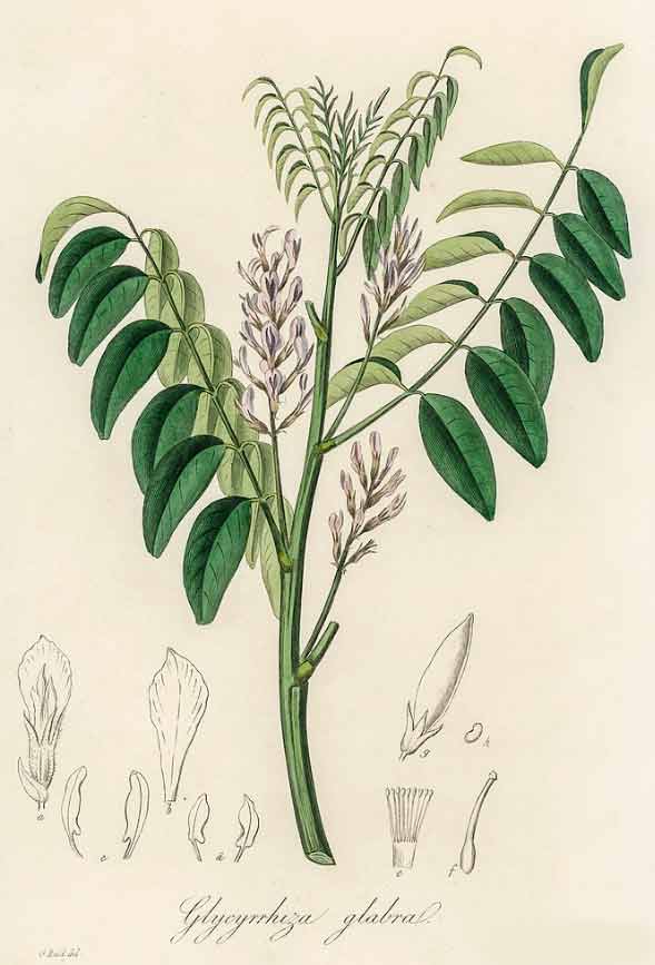 Illustration of a licorice plant