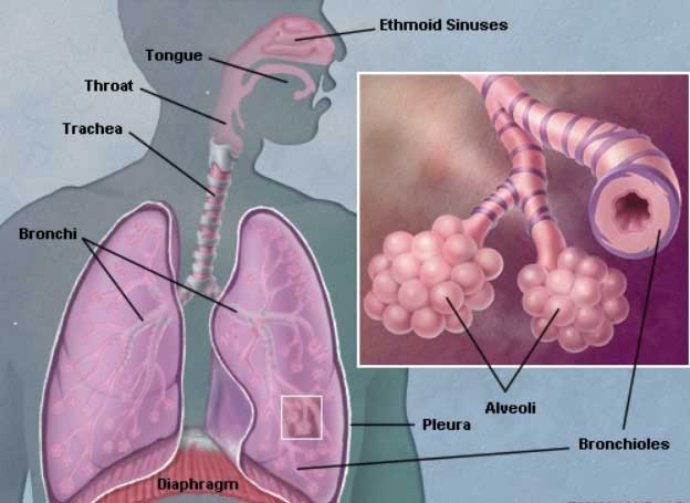 Diagram of the lungs