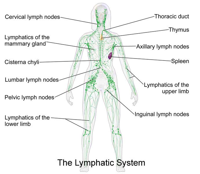 The lymphatic system