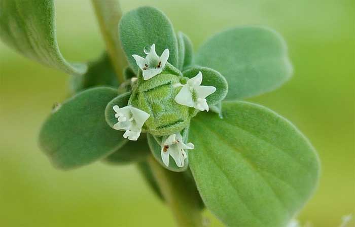 Marjoram flowers