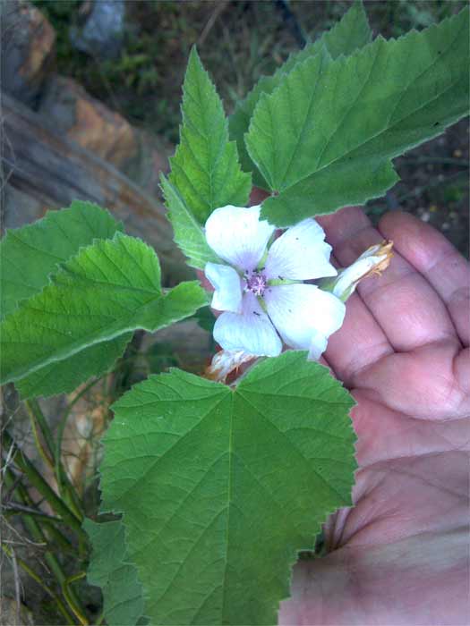 Marshmallow leaves and flower