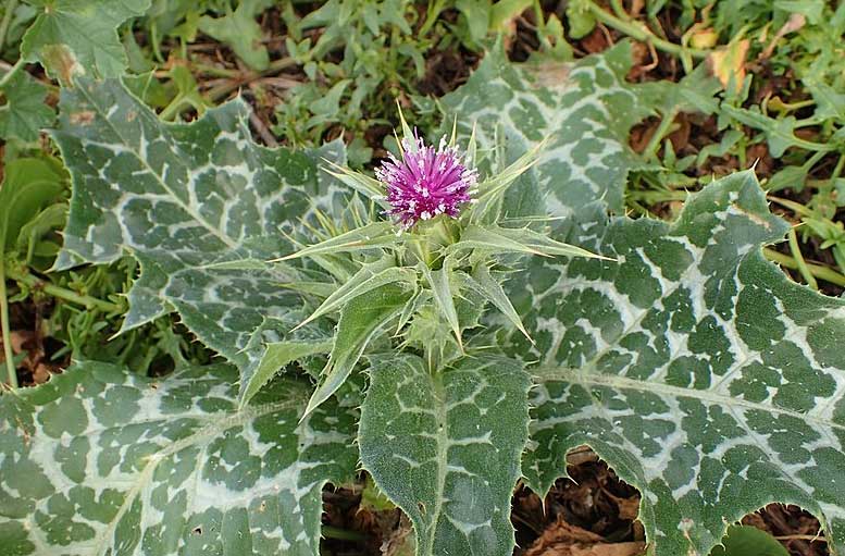 Milk thistle plant