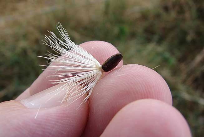 Milk thistle seed