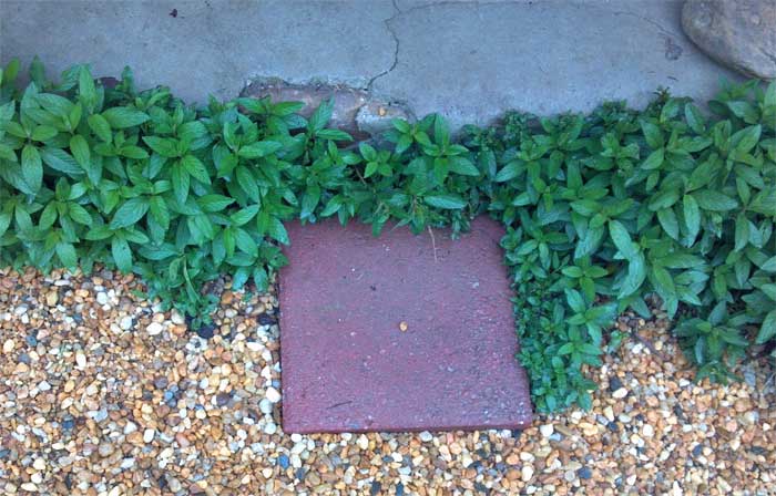 Peppermint growing on gravel