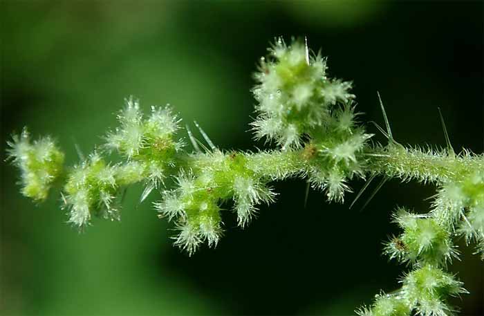 Stinging nettle plant