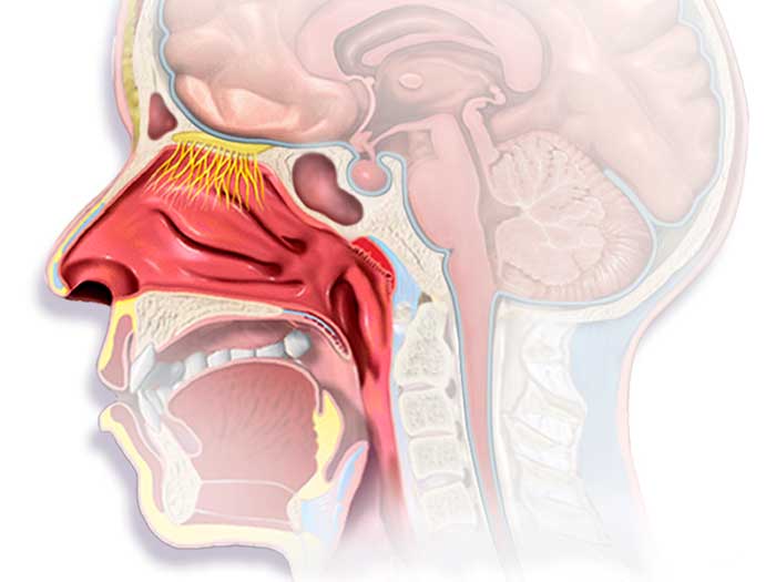 Diagram of the human nose