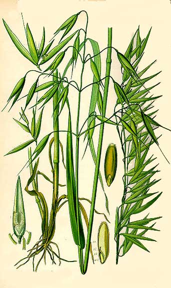 Oatstraw plant drawing