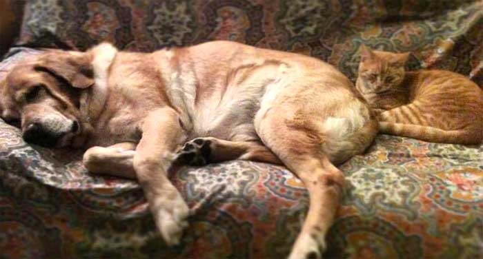 Pet dog and cat on couch