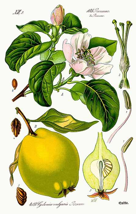 Quince illustration