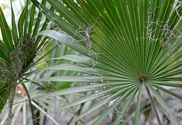 Saw Palmetto leaves