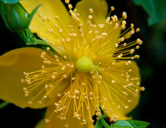 St. John's Wort