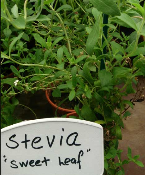 Stevia plant