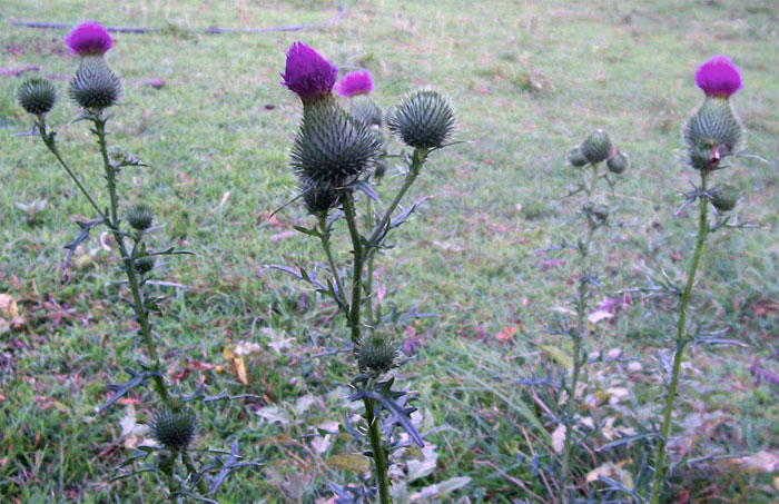 thistle seed pods on the farm