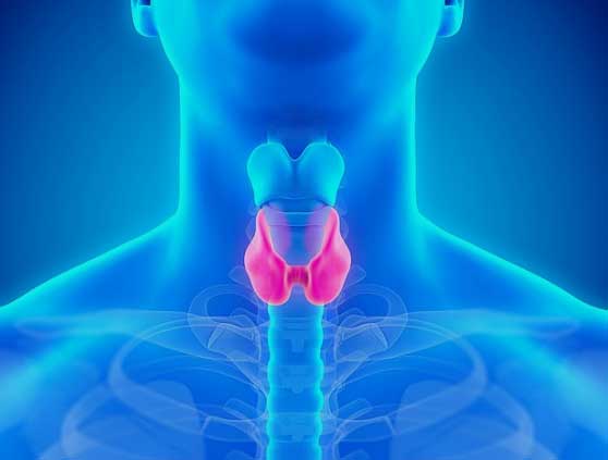 Diagram showing location of the thyroid