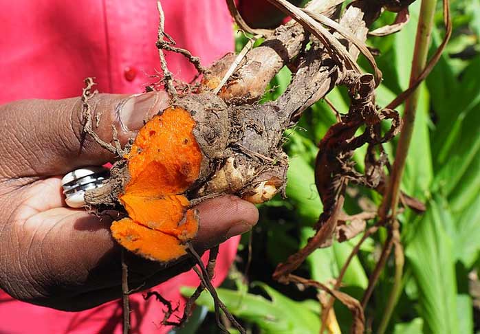 Fresh turmeric root