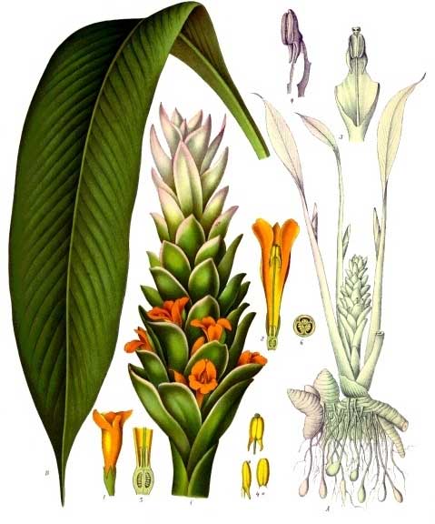 Turmeric plant illustration