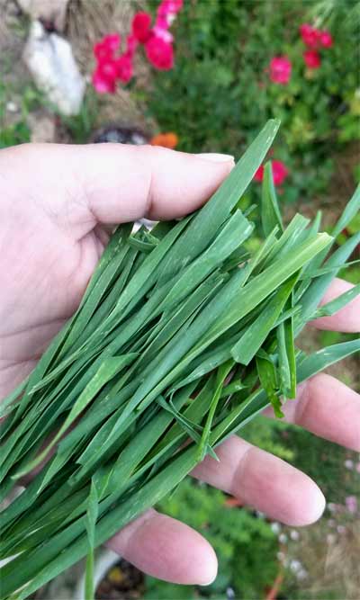 fresh wheat grass