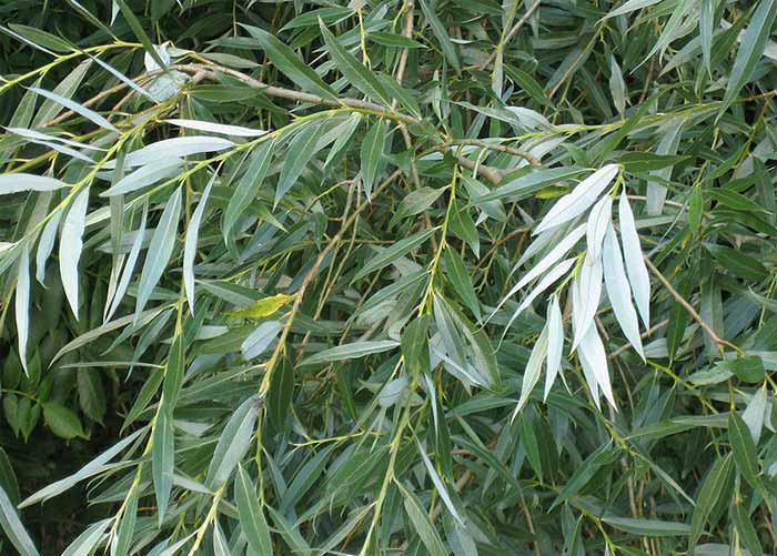 white willow branches