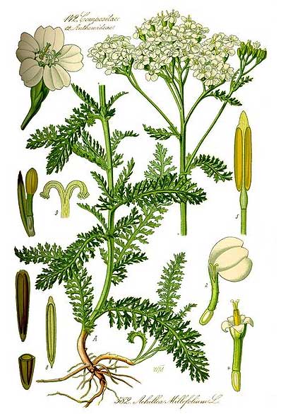 Illustration of the yarrow plant