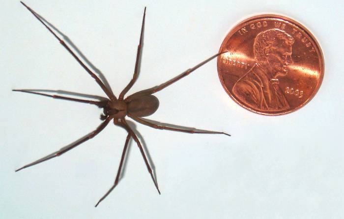 Brown recluse spider