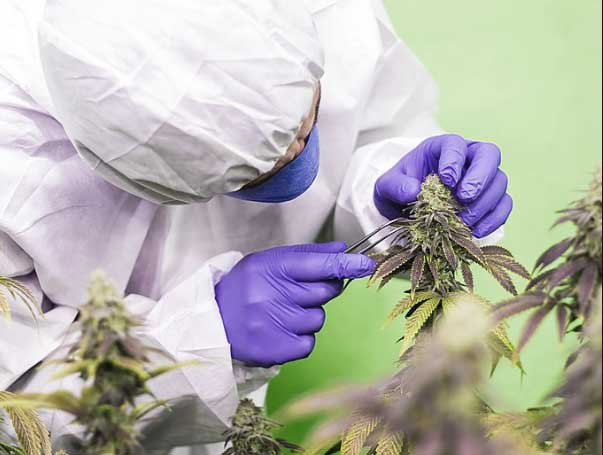 Scientist with cannabis plant