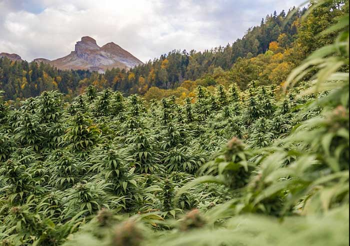 Cannabis field with mountains