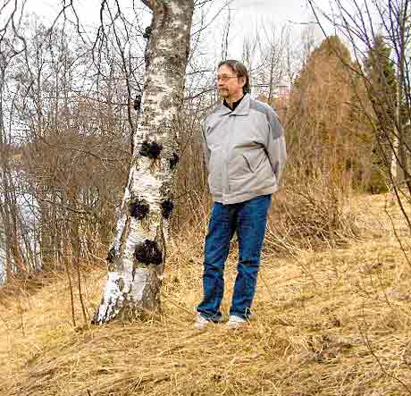 Chaga mushroom grows on a birch tree