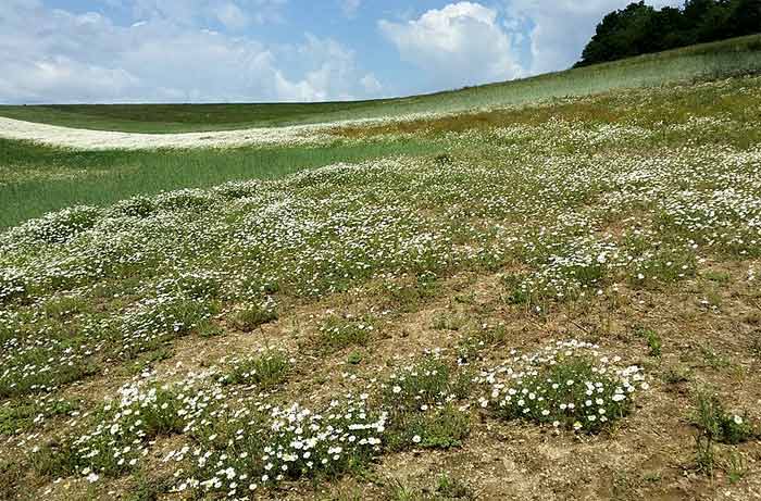 wild chamomile growing in a field