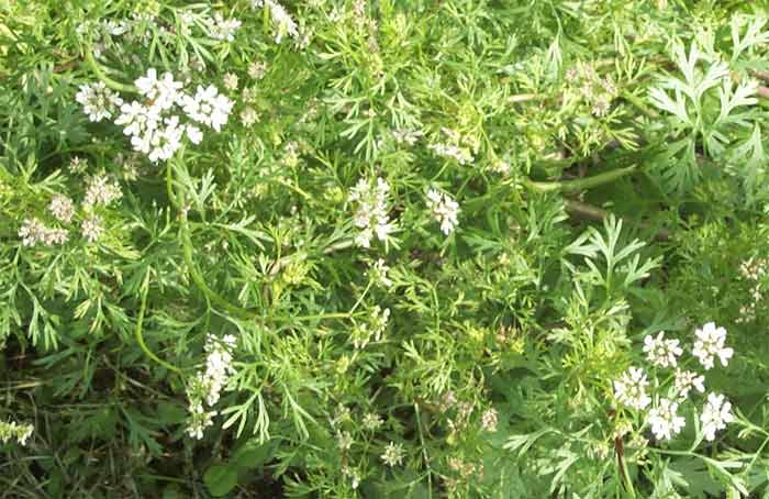 Cilantro in full bloom