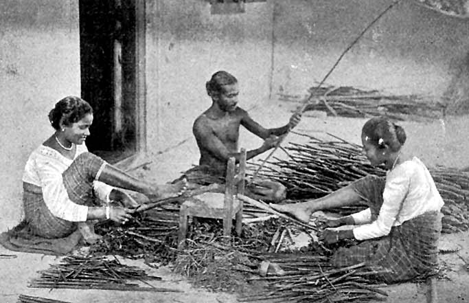 Cinnamon harvest