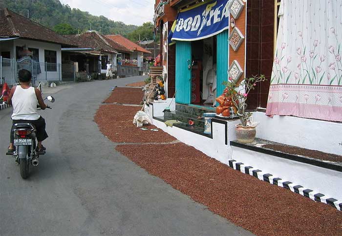 Drying clove buds in Bali