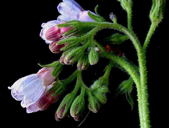 Close up of comfrey flowers